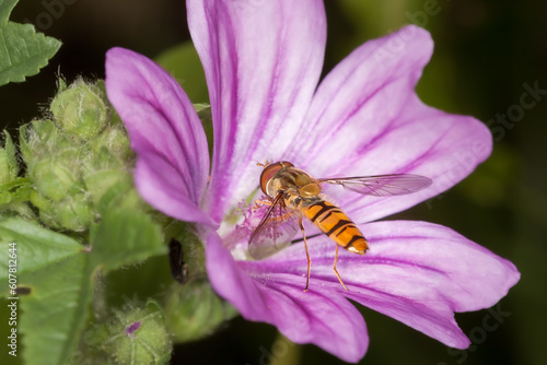 Schwebefliege