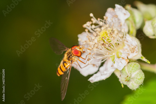 Schwebefliege