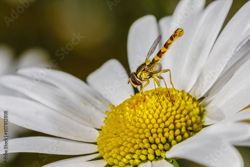 Schwebefliege