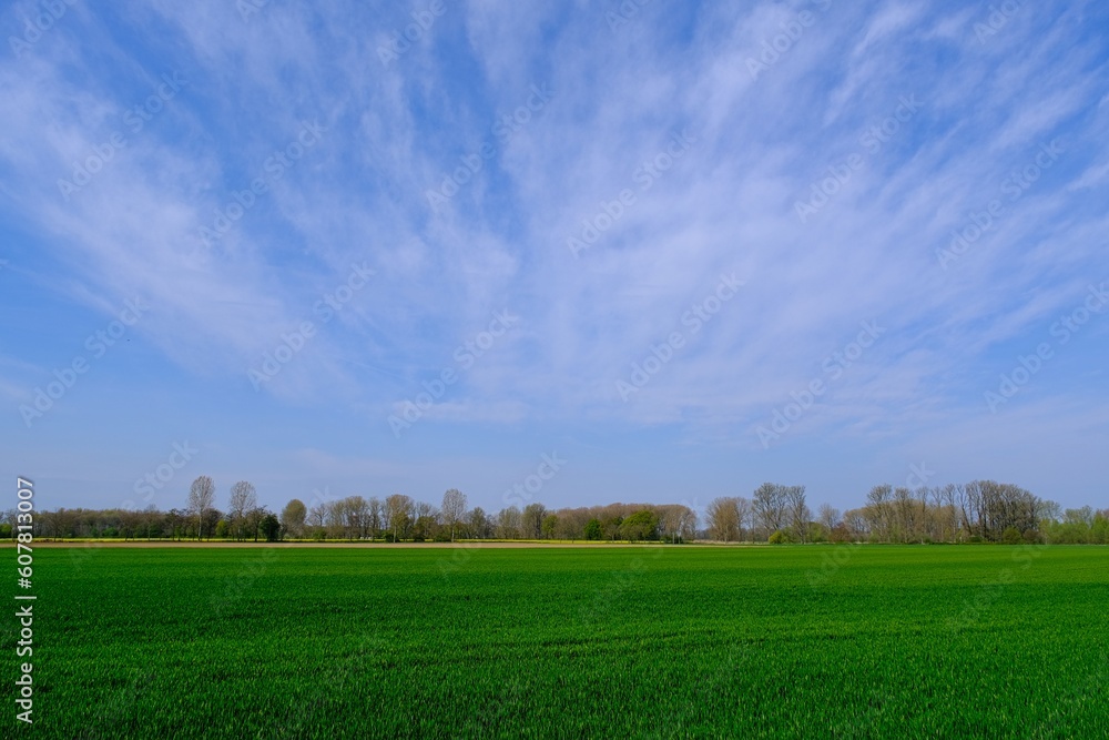 Baumgruppe in einer ländlichen Umgebung mit blauem Himmel Baumgruppe in einer ländlichen Umgebung mit blauem Himmel