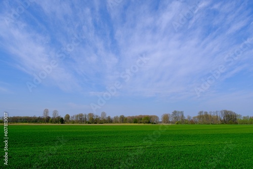 Baumgruppe in einer ländlichen Umgebung mit blauem Himmel