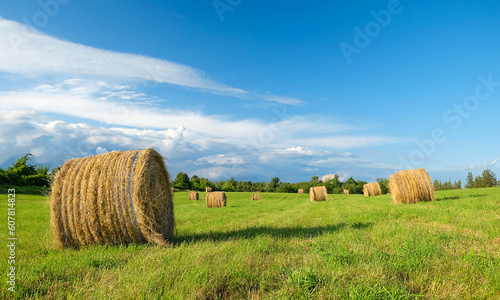 Many round rolled hay bales haystacks in the field. Beautiful sunny day, blue sky, soft light. Farming, agriculture, harvest, pasture, livestock concept.