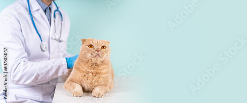 Quadro em tela Banner Veterinarian doctor with a cat on blue background