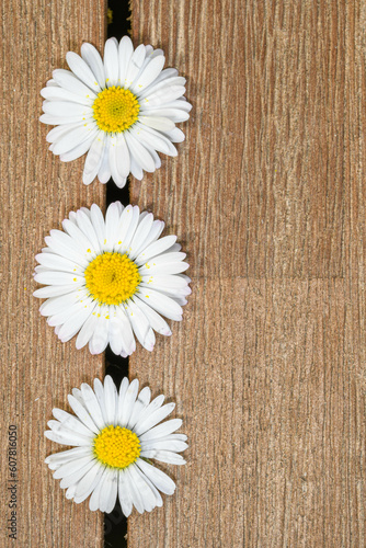 Drei Gänseblümchen auf Holzuntergrund mit Kopierraum © Dieter