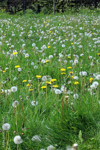 Field of Dandelion flowers and seed heads, Derbyshire England  © Judith