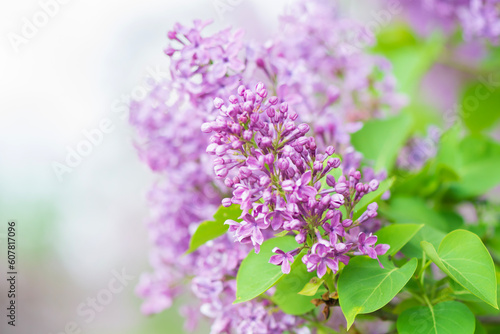 Great lilac flowers on the branch of Lilac tree in Garden .