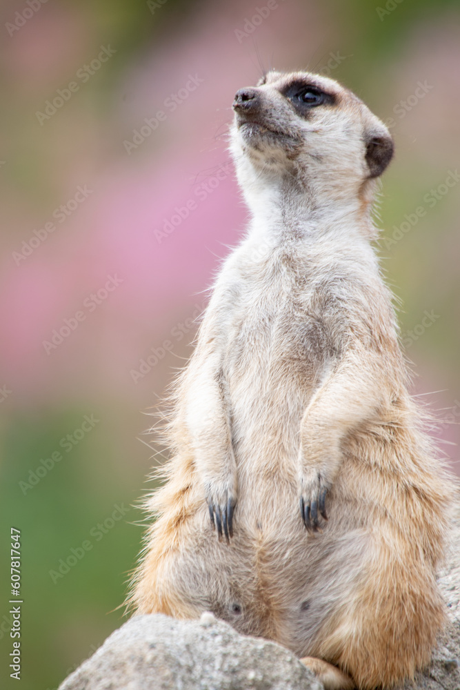 Fototapeta premium Sitzendes Erdmännchen, Suricata suricatta, mit grün rosa Hintergrund