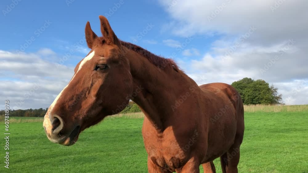 One single brown horse with white stripe on head yawning with open mouth showing teeth, standing on a green pasture in the rural countryside One single brown horse with white stripe on head yawning with open mouth showing teeth, standing on a green pasture in the rural countryside