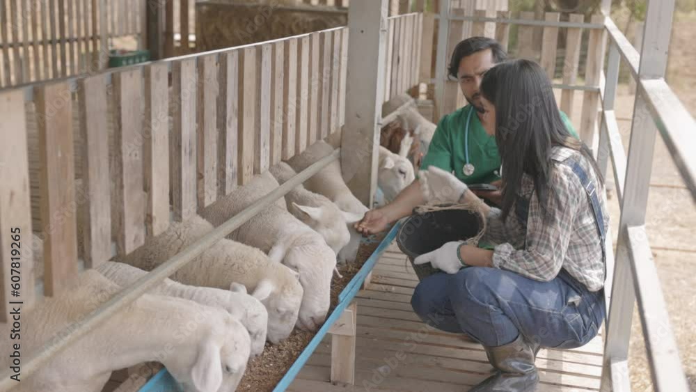 Veterinarians and farm owners are feeding the sheep on the farm to make sure they stay healthy. Sheep farming business. agricultural technology Veterinarians and farm owners are feeding the sheep on the farm to make sure they stay healthy. Sheep farming business. agricultural technology
