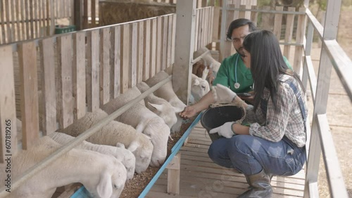 Veterinarians and farm owners are feeding the sheep on the farm to make sure they stay healthy. Sheep farming business. agricultural technology