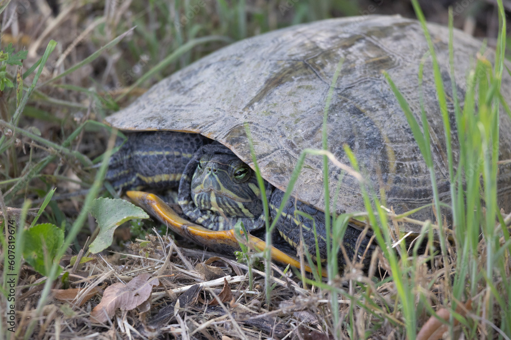Turtle just chilling on the edge of a walking path near a swamp area Turtle just chilling on the edge of a walking path near a swamp area