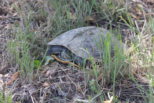 Turtle just chilling on the edge of a walking path near a swamp area