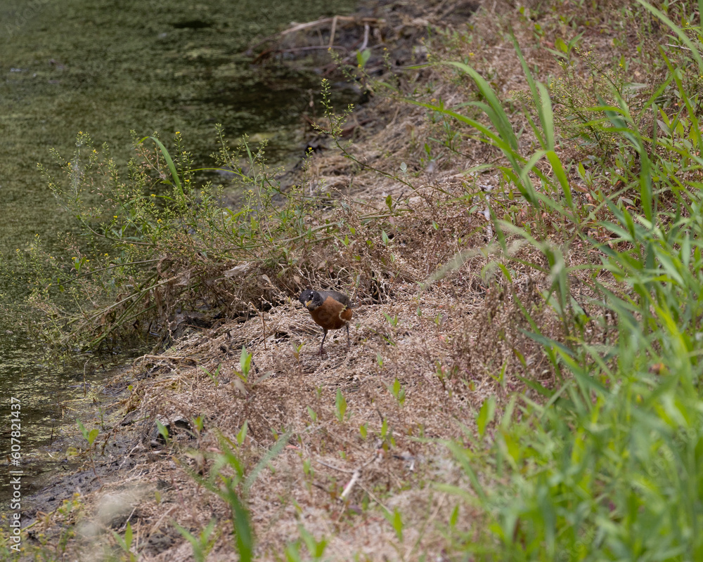 birds captured over a course of hiking trips birds captured over a course of hiking trips