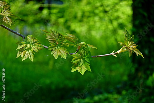 green leaves on a branch