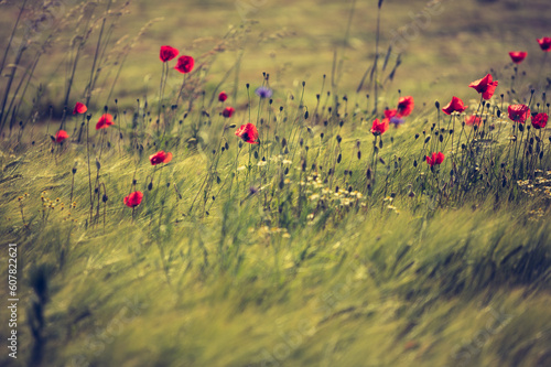 Roter Mohn blüht im Weizenfeld und wiegt sich im Wind. Dynamische Bewegunsunschärfe.