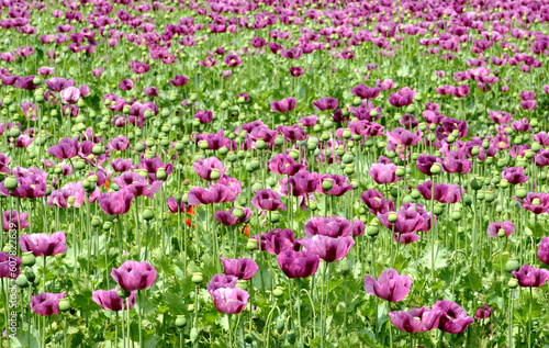 blooming purple poppy flower field in the spring. green seed pods and stem. scientific name Papaver somniferum. colorful rural scene. medical plant concept. soft green background with dense foliage.