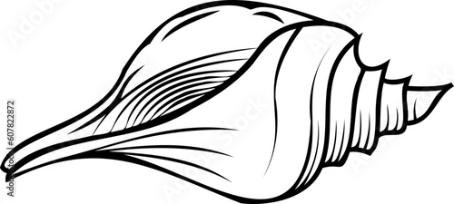 Line art shell illustration. Contour illustration with black thin line