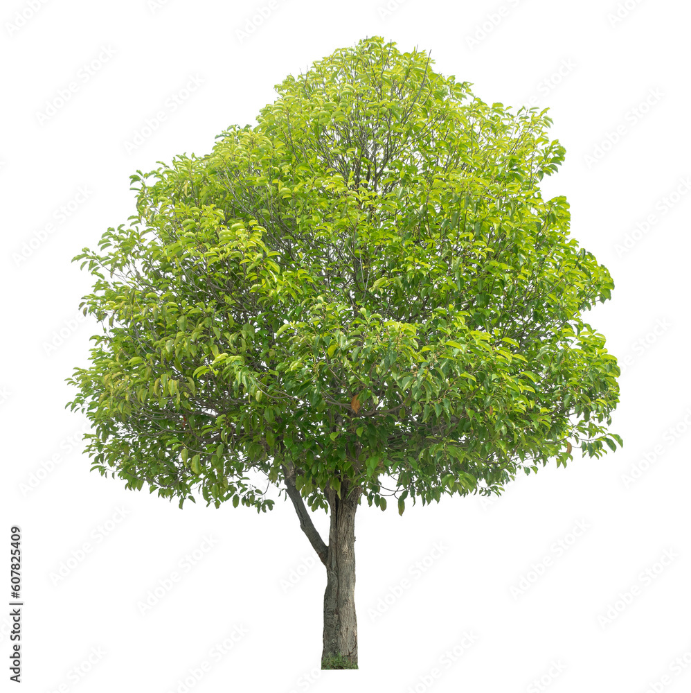 Fototapeta premium Green tree isolated on transparent background with clipping path and alpha channel.