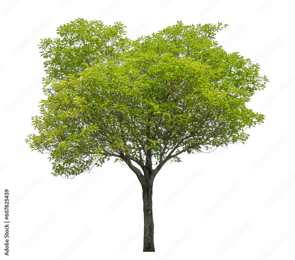 Obraz premium Green tree isolated on transparent background with clipping path and alpha channel.