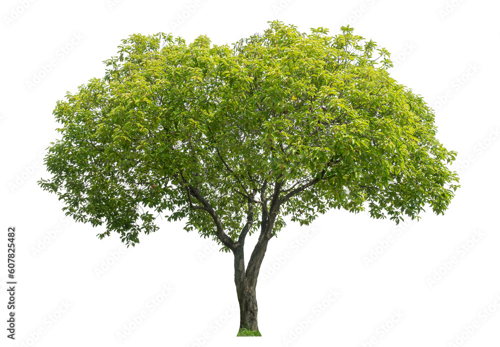 Green tree isolated on transparent background with clipping path and alpha channel. Green tree isolated on transparent background with clipping path and alpha channel.