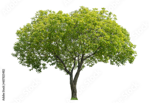 Green tree isolated on transparent background with clipping path and alpha channel.