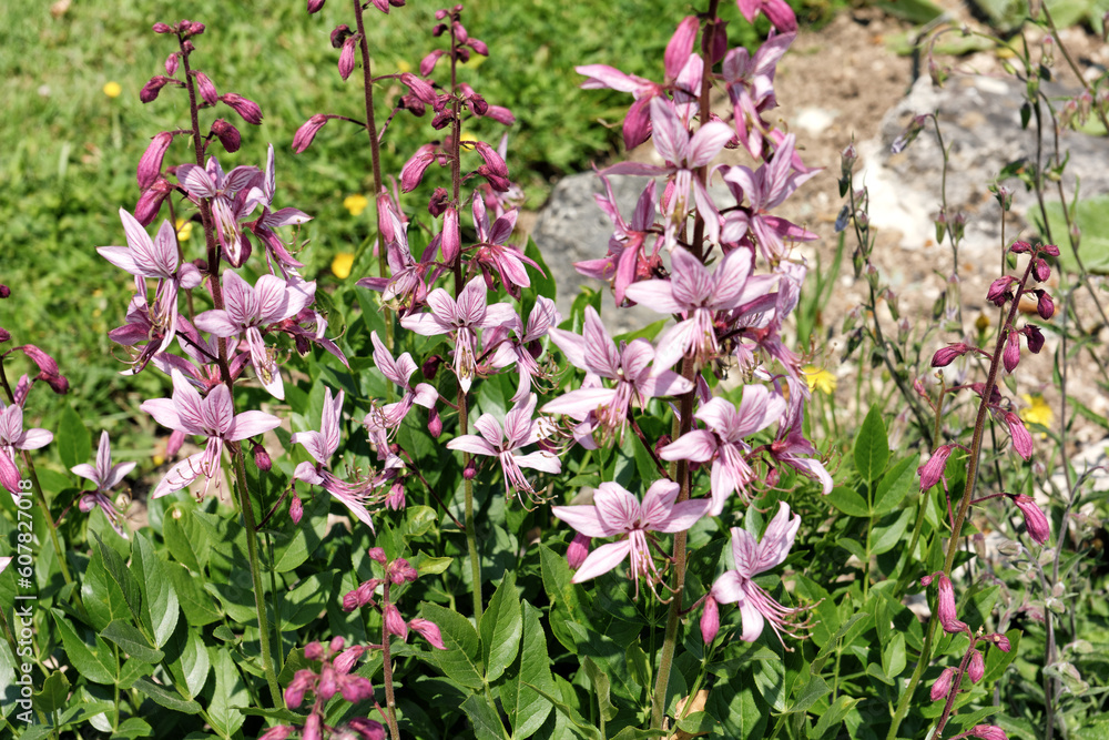 flowering of Dictamnus turkestanicus in the botanical garden of Geneva. Swiss flowering of Dictamnus turkestanicus in the botanical garden of Geneva. Swiss