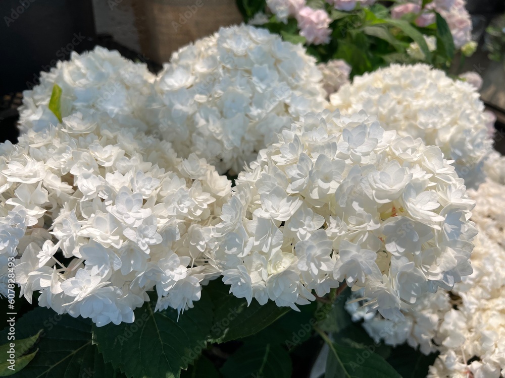 野外に咲く白いアジサイの花 野外に咲く白いアジサイの花