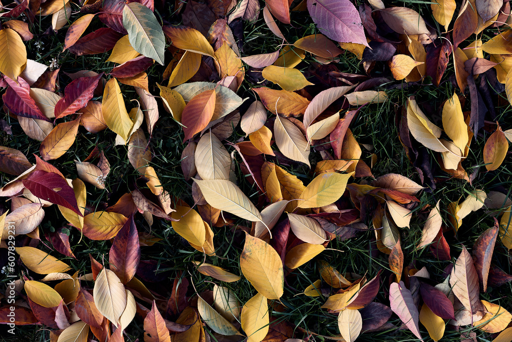 Top view of the lawn with fallen leaves from the cherry tree on green grass in autumn Top view of the lawn with fallen leaves from the cherry tree on green grass in autumn