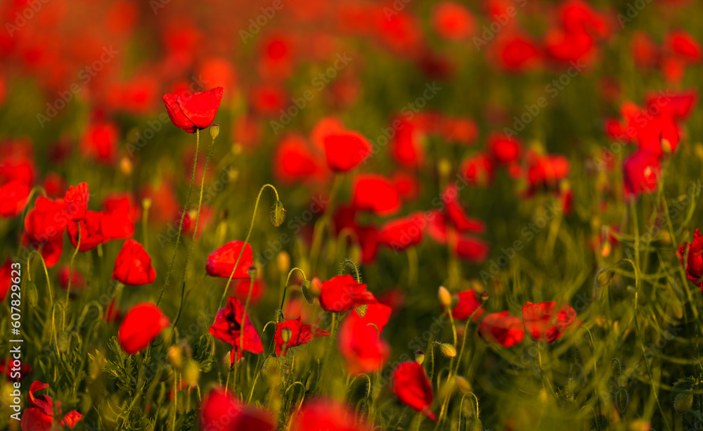Close up photo with a blooming red poppy flower in a meadow field. Poppy plants landscape.
