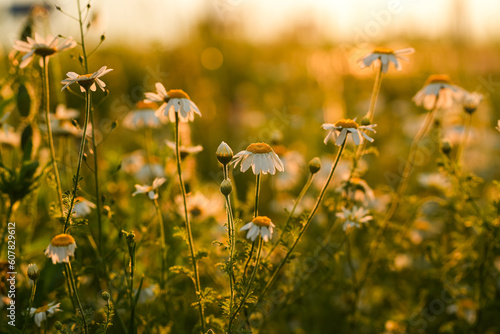 Chamomile flowers landscape. Spring view in beautiful sunset light, close up flower view. © Dragoș Asaftei