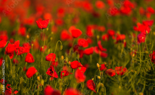 Close up photo with a blooming red poppy flower in a meadow field. Poppy plants landscape.