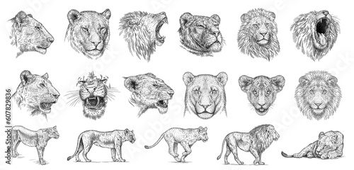 Vintage engraving isolated lion king set illustration ink sketch. Africa wild cat background animal silhouette art. Black and white hand drawn image