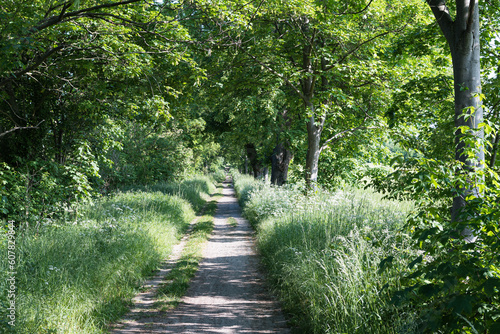 Waldweg300523a