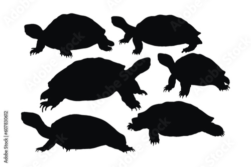 Wild turtle standing, silhouettes on a white background. Sea creatures and reptiles walking in different positions. Tortoise full body silhouette collection. Wild turtle silhouette bundle.