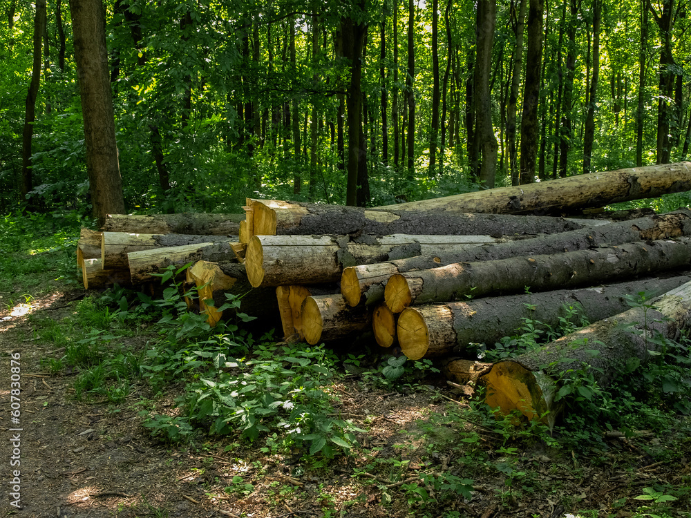 Trunks of cut trees in the forest Trunks of cut trees in the forest