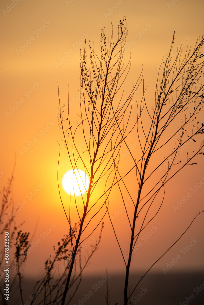 Silhouette of dry grass on the background of the setting sun