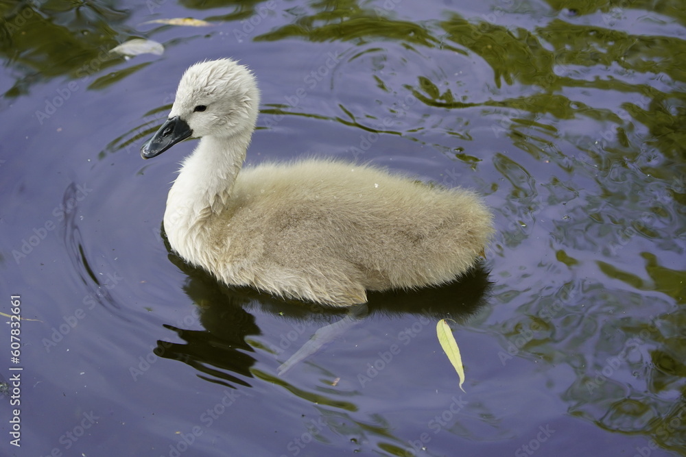 Young Mute Swans (Cygnus olor) Anatidae family. Hanover, Germany. Young Mute Swans (Cygnus olor) Anatidae family. Hanover, Germany.