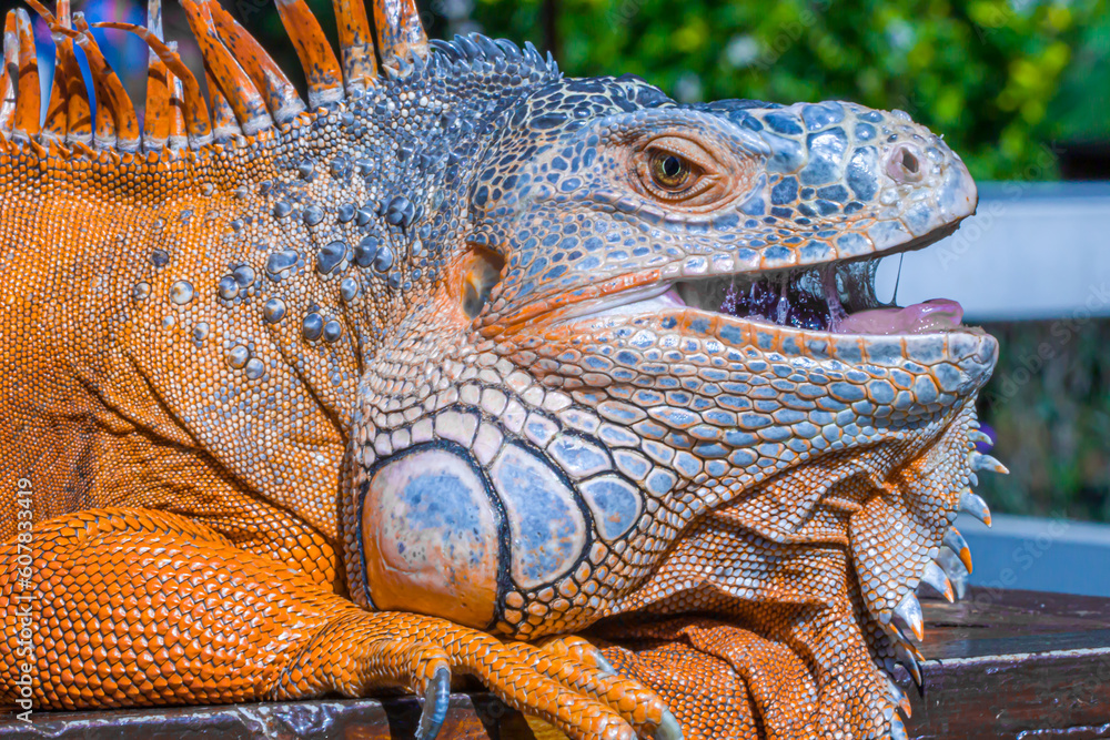 Fototapeta premium green iguana head with unique print, no humans, nature background