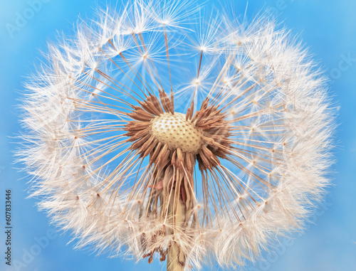 Close up dandelion seeds  Taxaracum officinale . Macro focus stacking