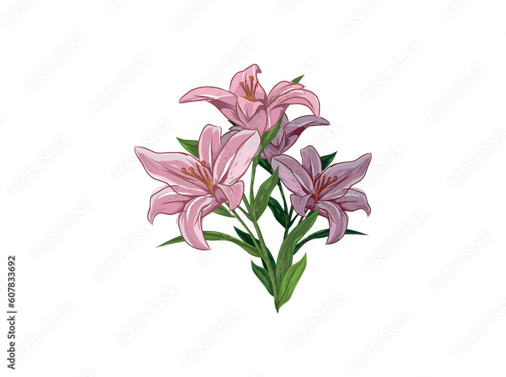 pink and purple lily flower vector illustrations