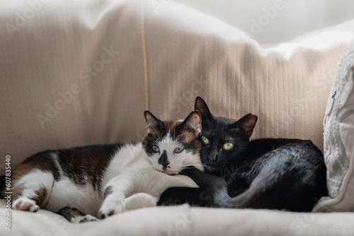 black and white cat with blue eyes and black cat with yellow eyes sleeps together on a sofa. close up