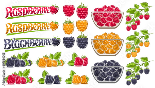 Vector Raspberry Set, lot collection of cut out illustrations berry still life composition raw blackberry with green leaves, sweet raspberries in glass dish, group of berry fruits and text raspberry