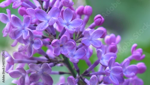 Five petal lilac, lucky lilac