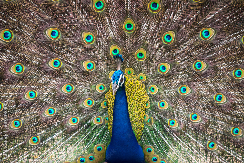 Obraz premium Peacock dancing with it's feathers spread wide to attract mate