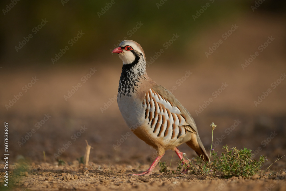 Red legged partridge walking on ground Red legged partridge walking on ground