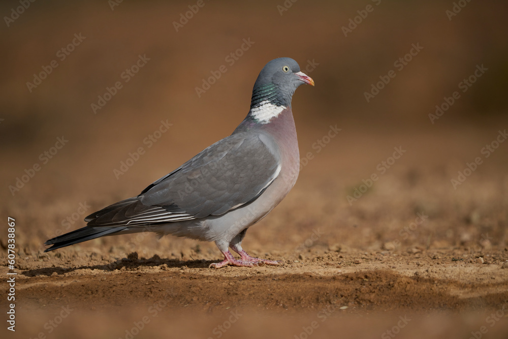 Columba palumbus walking on dry lawn Columba palumbus walking on dry lawn