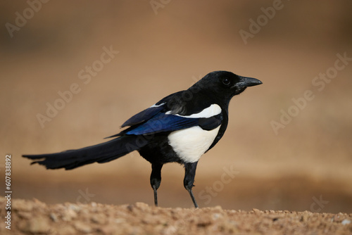 Pica pica bird on dry terrain