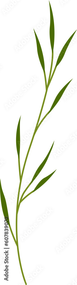 Obraz premium flower and leaf botanical illustration.