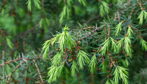 green juniper branches with visible details. background or texture