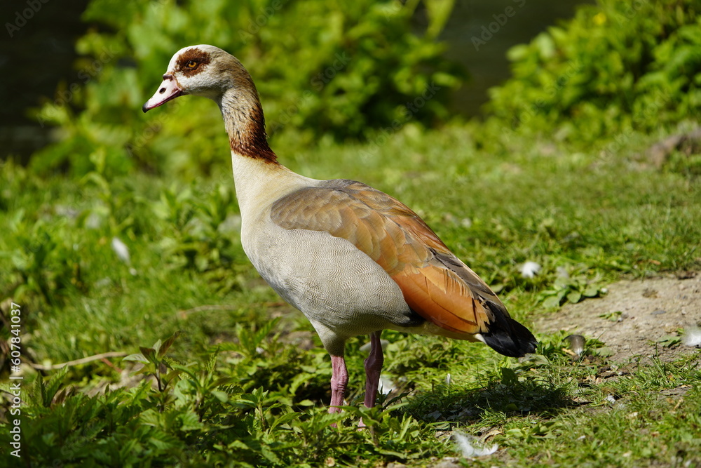 The Egyptian goose (Alopochen aegyptiaca) is a member of the duck, goose, and swan family Anatidae. It is native to Africa south of the Sahara and the Nile Valley. Hanover, Germany. The Egyptian goose (Alopochen aegyptiaca) is a member of the duck, goose, and swan family Anatidae. It is native to Africa south of the Sahara and the Nile Valley. Hanover, Germany.